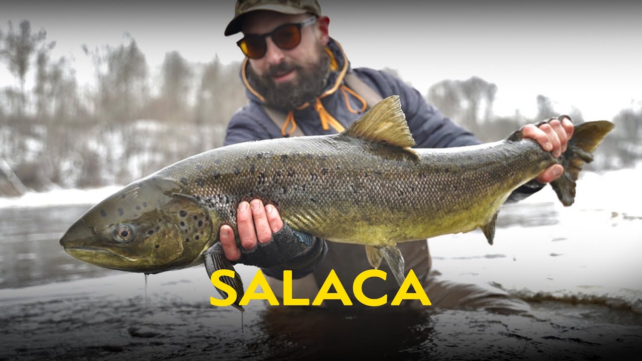 Lašišų žvejyba žiemą - Salaca upė (winter salmon fishing in Salaca river)