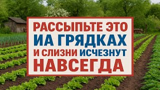 видео: Рассыпьте это на грядках - и слизни исчезнут навсегда, урожай будет как в сказке картинка: Рассыпьте это на грядках - и слизни исчезнут навсегда, урожай будет как в сказке