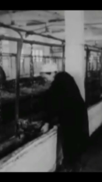 График работы доярок, чем занимались после дойки, 1972 год - YouTube