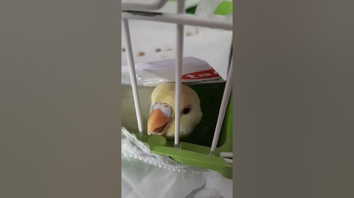 bird playing hide and seek 🐥🐥