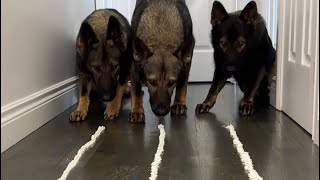 Three Dogs Having A Whipped Cream Race