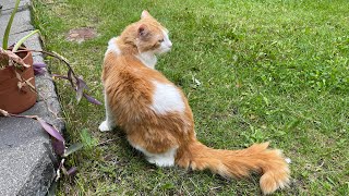 Crazy cute cat’s daily routine, playful