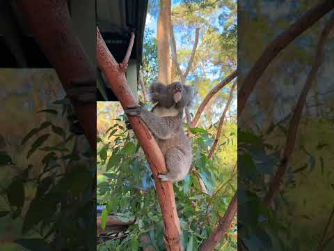Koala Jumping?! | Australian Reptile Park