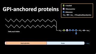 GPI anchored proteins | CSIR NET LS JRF | GATE #csir #gate