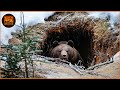 Epic Bear Attack | Craziest Grizzly Bear Attacks Ever Recorded | Wild Animals