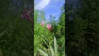 #bewareof oleander plant #keralanews #oleander #kariveru mokka#shortsviral #part1