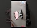FUNNIEST Cat Videos Of 2025 You Won T Believe FUNNIEST Cat Videos Of 2025 You Won T Believe
