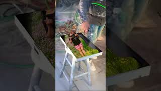 Painting Spray Gun #cupcatvideoeditor #amazing #521