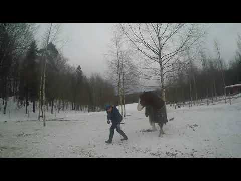 Video: Hvordan Lære En Hest å Bue