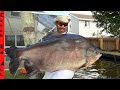 The giant 50lb world record piranha is in my fish pool