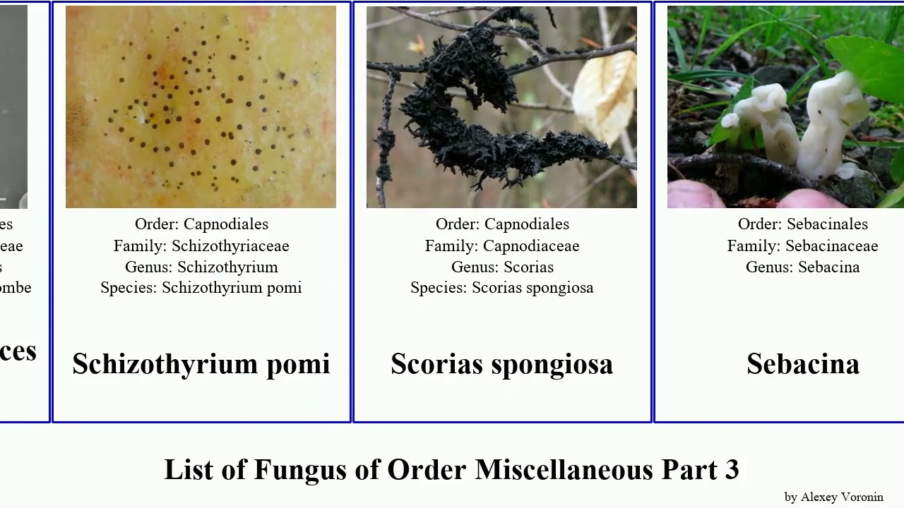 List of Fungus of Order Miscellaneous Part 3 lichen sebacina urocystis elegans indica caries pombe