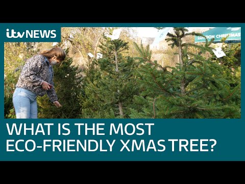 What&rsquo;s the most eco-friendly Christmas tree? | ITV News