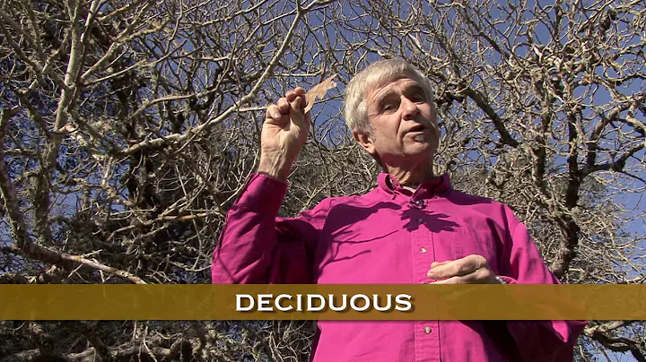 California's Oak Trees