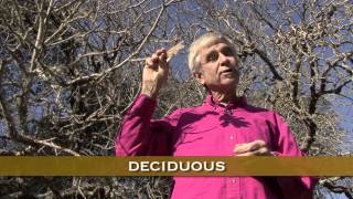 Do you know how many kinds of oak trees grow in california? watch
michael ellis tell all about it! learn more at
www.californianatureontheair.com produced by...
