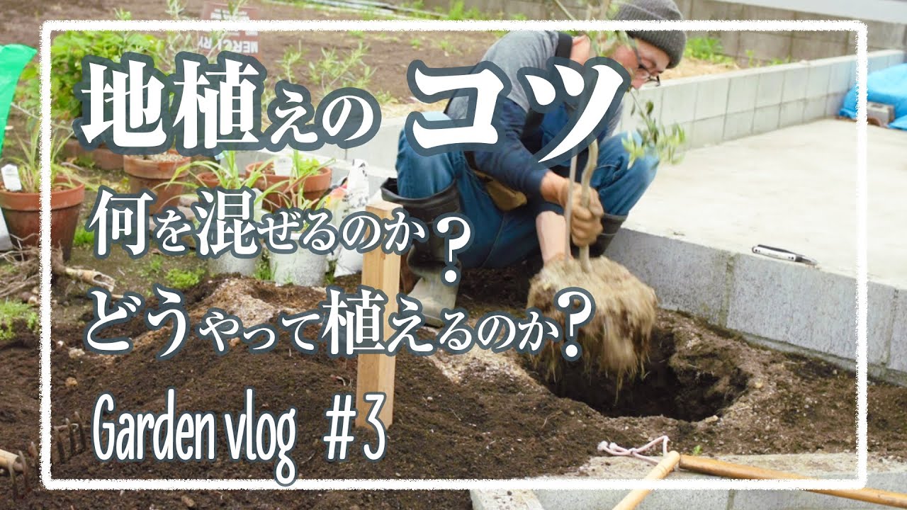 オリーブの木 地植えする時のポイント解説 我が家のオリーブは アルベキーナ に決定 Gardenvlog 3 Youtube