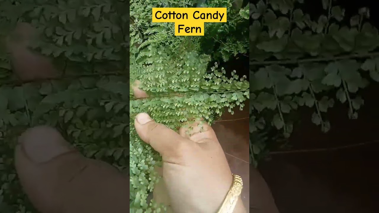 Cotton Candy Fern/ Fern 