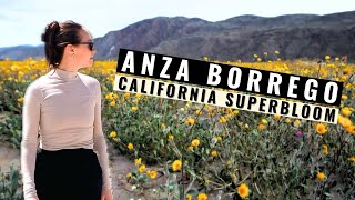 Day Trip to ANZA-BORREGO Desert CALIFORNIA SUPERBLOOM