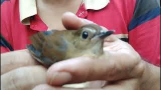 the difference between male and female brown owls