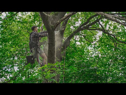 Wideo: Domek Na Drzewie Chłopców • Strona 2