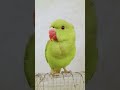 magic parrot 🦜 #birds #talkingparot #parrot #cute 🦜