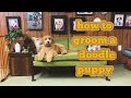 How to Groom a Doodle Puppy
