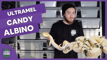 COMPLETE ALBINO BALL PYTHON PROJECT: Project Highlight 2022