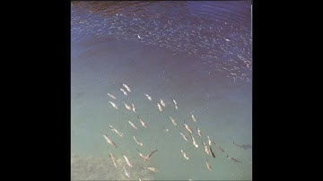 Desroi – Disentangled [SEMANTICA116]