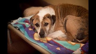 We're About Hope not Heartache by AshevilleHumane 245 views 5 years ago 4 minutes, 53 seconds