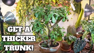 pruning jade plant for branching and thicker stem | care and propagation #jadeplant #succulents