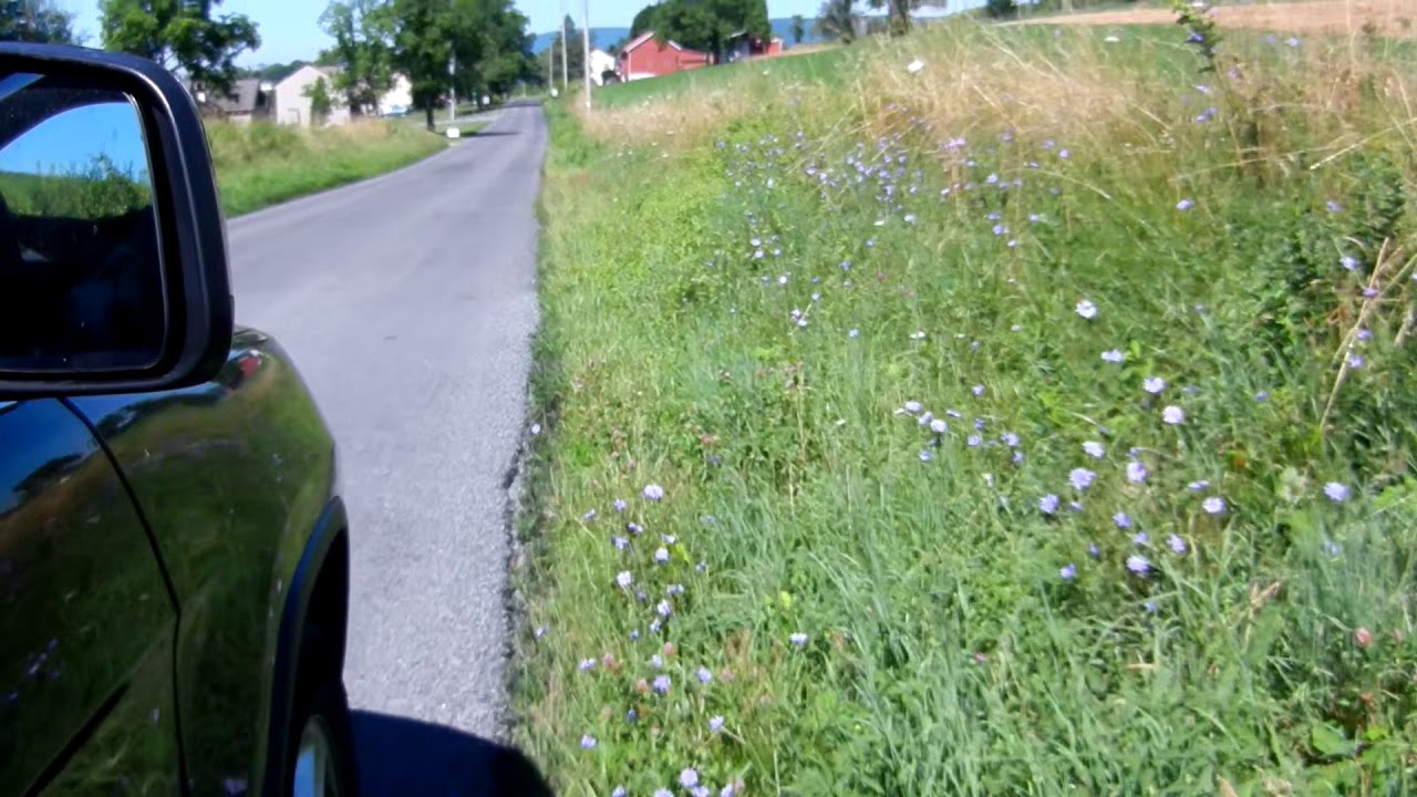 Wildflower drive along a country road