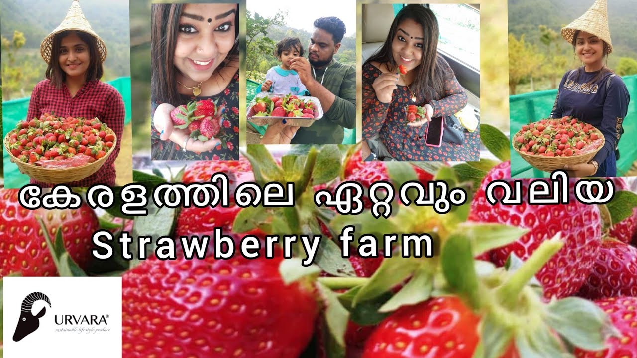 Munnar Diaries Part 2 _ Urvara Strawberry farm Kanthalloor ( Largest