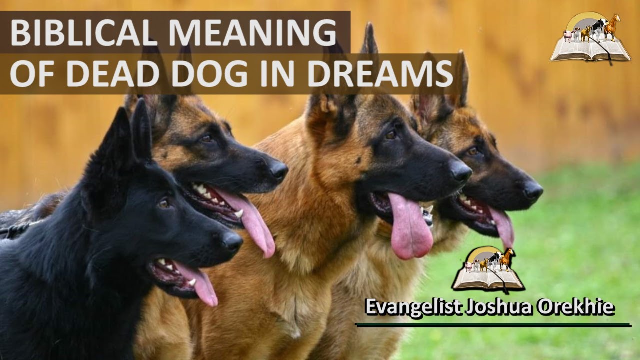 dream about dead dog coming back to life dream about dead dog coming back to life