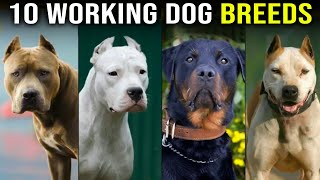 Top 10 Working Dog Breeds