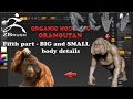 Organic Modeling - ORANGUTAN Part 5 Big and Small body details in Zbrush 4R7