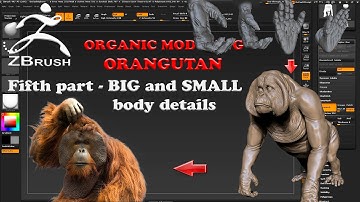 Organic Modeling - ORANGUTAN Part 5 Big and Small body details in Zbrush 4R7