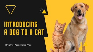 Creating a Happy Home for Your Pets: Dog and Cat Coexistence Made Easy #harmonyathome #dogsandcats by A dogsy 150 views 9 months ago 6 minutes, 37 seconds