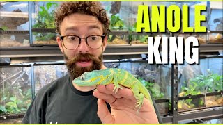 RAREST ANOLE ROOM COLLECTION | HerpTime