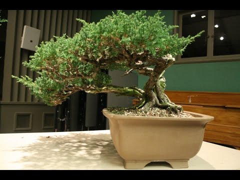 Prostrata Juniper Bonsai Or San Jose You Prostrata Juniper Bonsai Or San Jose