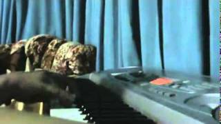 Rainbow by Colbie Caillat (cover by KZ)