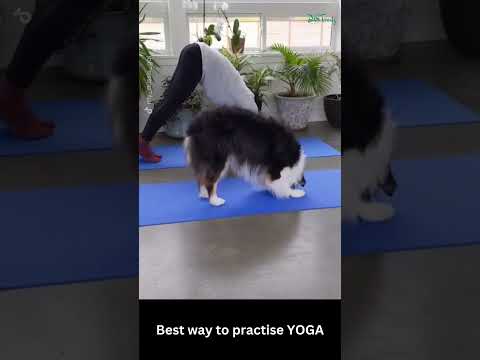 Videó: Kutya + jóga = Doga