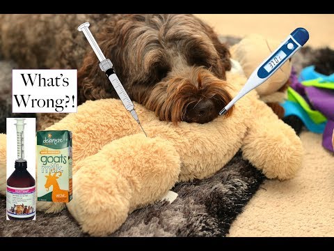 How to tell if your dog is sick - some home checks & remedies