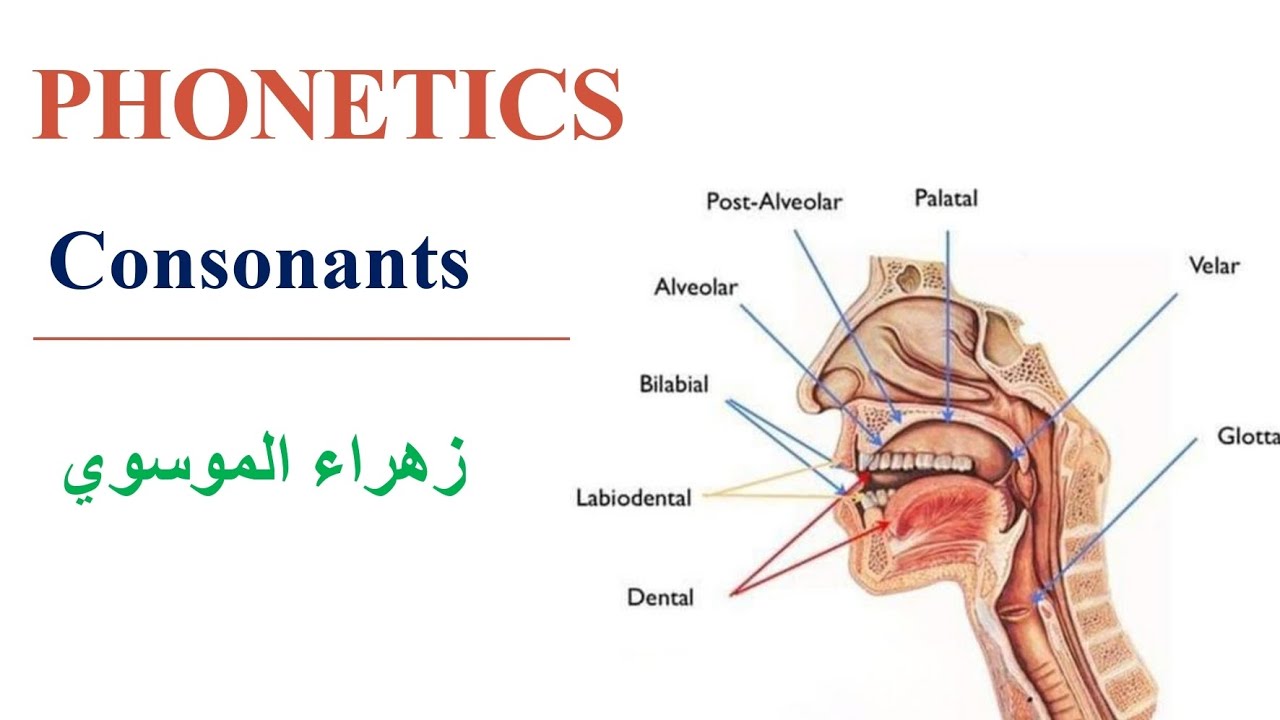 شرح مبسط لمادة الصوت  Phonetics: Consonants