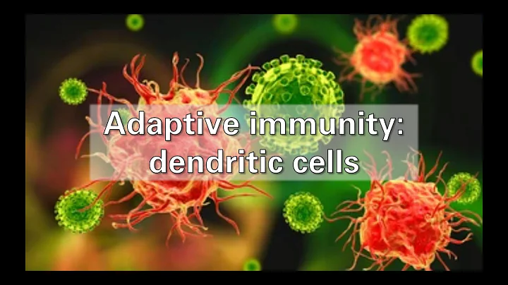 Adaptive immunity: dendritic cells
