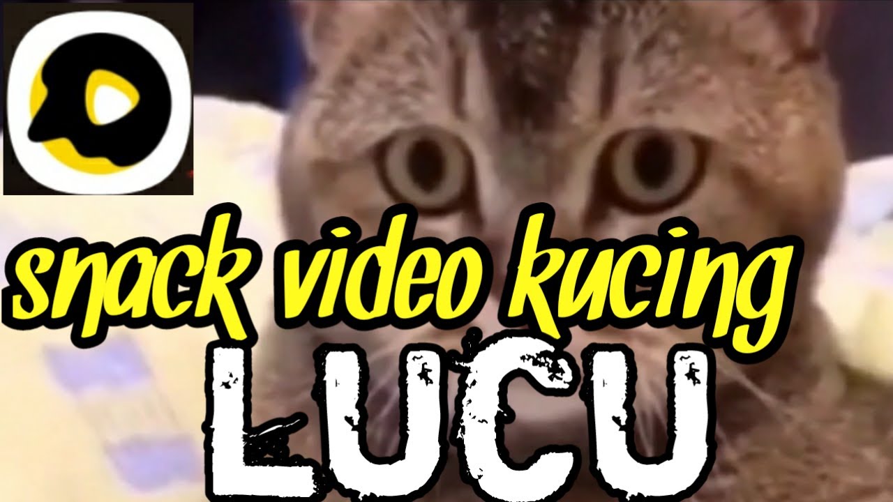 Video kucing lucu bernyanyi