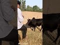 गौ सेवा नारायण सेवा 😊❤️🙏