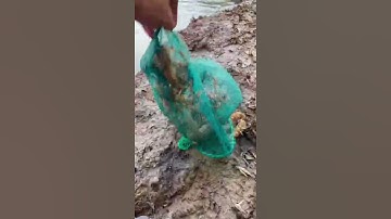 Otter Titi Releasing Sea Creatures Into The Mangrove Forest