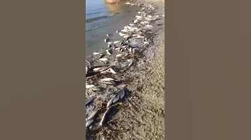 Рыба выбросилась на берег...