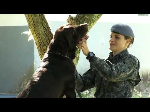 Vídeo: A escola veterinária onde os cães caninos de última geração são treinados