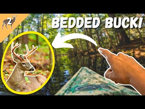 KAYAKING in on a BEDDED BUCK! - North Carolina Public Land
