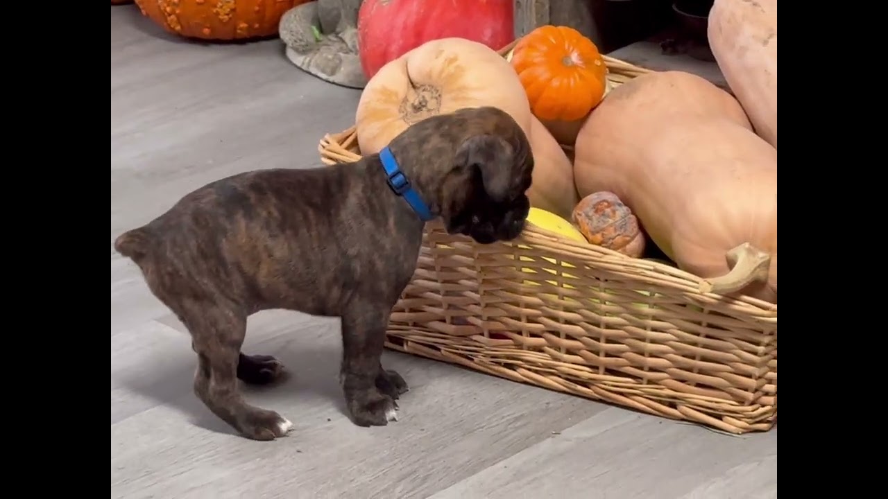 C’mon, No, Sit and My Name! I’m learning.   BnT Boxers of Oregon